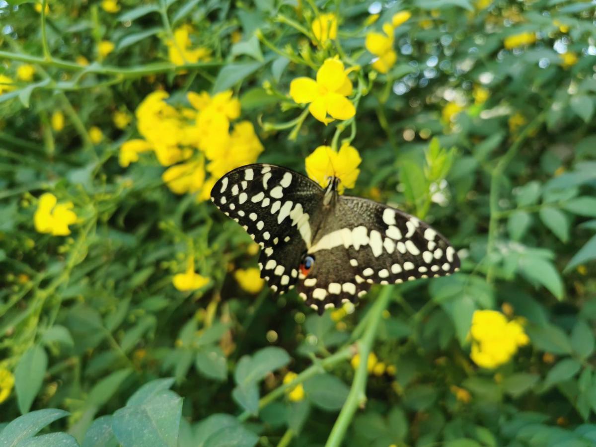 The Yellow Butterfly 弗里尼欣 外观 照片